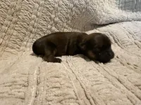 Evie, a female Shih Tzu for sale in Boaz, AL – Photo 2 of 8