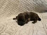 Evie, a female Shih Tzu for sale in Boaz, AL – Photo 6 of 8