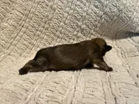 Evie, a female Shih Tzu for sale in Boaz, AL – Photo 7 of 8