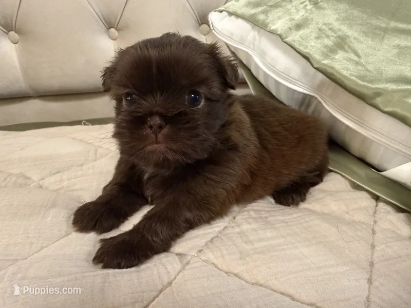 Jovi  – Shih Tzu puppy for sale in Boaz, AL