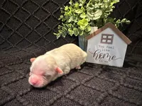 Ellie, a female Shih Tzu for sale in Boaz, AL – Photo 3 of 6