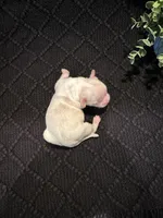 Ellie, a female Shih Tzu for sale in Boaz, AL – Photo 4 of 6