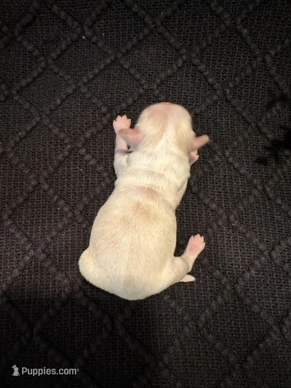 Ellie, a female Shih Tzu for sale in Boaz, AL – Photo 1 of 6