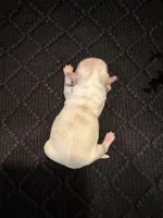 Ellie, a female Shih Tzu for sale in Boaz, AL – Photo 1 of 6