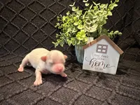 Ellie, a female Shih Tzu for sale in Boaz, AL – Photo 6 of 6