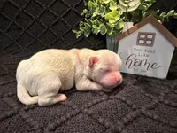 Ellie, a female Shih Tzu for sale in Boaz, AL – Photo 5 of 6