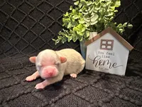 Ellie, a female Shih Tzu for sale in Boaz, AL – Photo 2 of 6