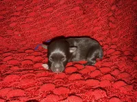 Marilyn , a female Miniature Schnauzer for sale in Boaz, AL – 3 of 8