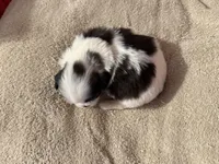 Demi, a female Shih Tzu for sale in Boaz, AL – Photo 7 of 7