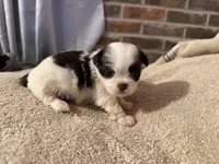 Demi, a female Shih Tzu for sale in Boaz, AL – Photo 5 of 7