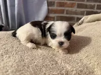 Demi, a female Shih Tzu for sale in Boaz, AL – Photo 4 of 7