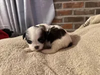 Demi, a female Shih Tzu for sale in Boaz, AL – Photo 2 of 7