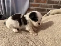 Demi, a female Shih Tzu for sale in Boaz, AL – Photo 6 of 7