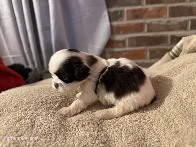 Demi – Shih Tzu puppy for sale in Boaz, AL