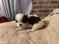 Demi, a female Shih Tzu for sale in Boaz, AL – Photo 3 of 7