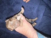 Aphrodite , a female Miniature Schnauzer for sale in Boaz, AL – 2 of 7