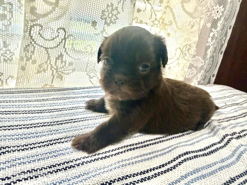 Jacaerys  – Shih Tzu puppy for sale in Boaz, AL