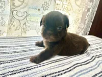 Jacaerys , a male Shih Tzu for sale in Boaz, AL – 1 of 10