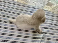 Aemond , a male Shih Tzu for sale in Boaz, AL – 4 of 6