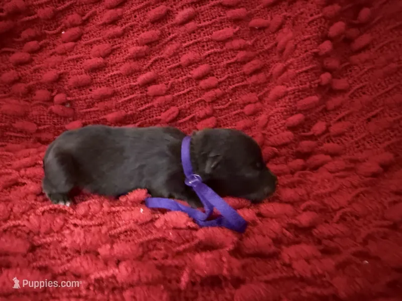 Marilyn  – Miniature Schnauzer puppy for sale in Boaz, AL
