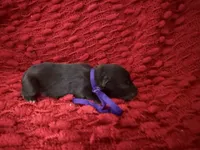 Marilyn , a female Miniature Schnauzer for sale in Boaz, AL – 1 of 8