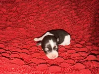 Audrey , a female Miniature Schnauzer for sale in Boaz, AL – 7 of 8