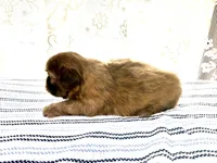 Viserys , a male Shih Tzu for sale in Boaz, AL – 2 of 8