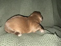Ramsey , a male Shih Tzu for sale in Boaz, AL – 2 of 10