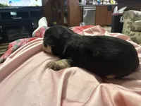 Titan , a male Miniature Schnauzer for sale in Boaz, AL – 5 of 7