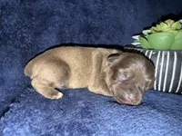 Aphrodite , a female Miniature Schnauzer for sale in Boaz, AL – 3 of 7