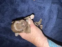 Aphrodite , a female Miniature Schnauzer for sale in Boaz, AL – 7 of 7
