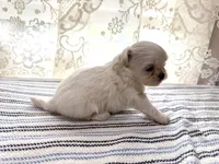 Aemond , a male Shih Tzu for sale in Boaz, AL – 6 of 6