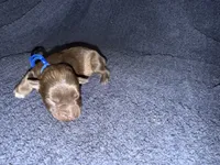 Dean , a male Miniature Schnauzer for sale in Boaz, AL – 3 of 7