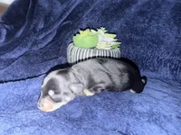 Apollo , a male Miniature Schnauzer for sale in Boaz, AL – 7 of 8