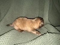 Reign , a female Shih Tzu for sale in Boaz, AL – 2 of 9