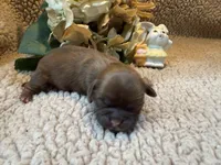 Albert(green), a male Shih Tzu for sale in Boaz, AL – Photo 1 of 10