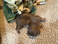 Albert(green), a male Shih Tzu for sale in Boaz, AL – Photo 7 of 10