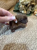 Albert(green), a male Shih Tzu for sale in Boaz, AL – Photo 10 of 10