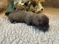 Albert(green), a male Shih Tzu for sale in Boaz, AL – Photo 2 of 10