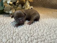 Albert(green), a male Shih Tzu for sale in Boaz, AL – Photo 9 of 10