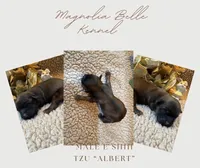 Albert(green), a male Shih Tzu for sale in Boaz, AL – Photo 3 of 10