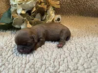 Albert(green), a male Shih Tzu for sale in Boaz, AL – Photo 8 of 10