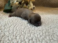 Albert(green), a male Shih Tzu for sale in Boaz, AL – Photo 4 of 10