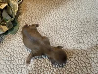 Albert(green), a male Shih Tzu for sale in Boaz, AL – Photo 6 of 10