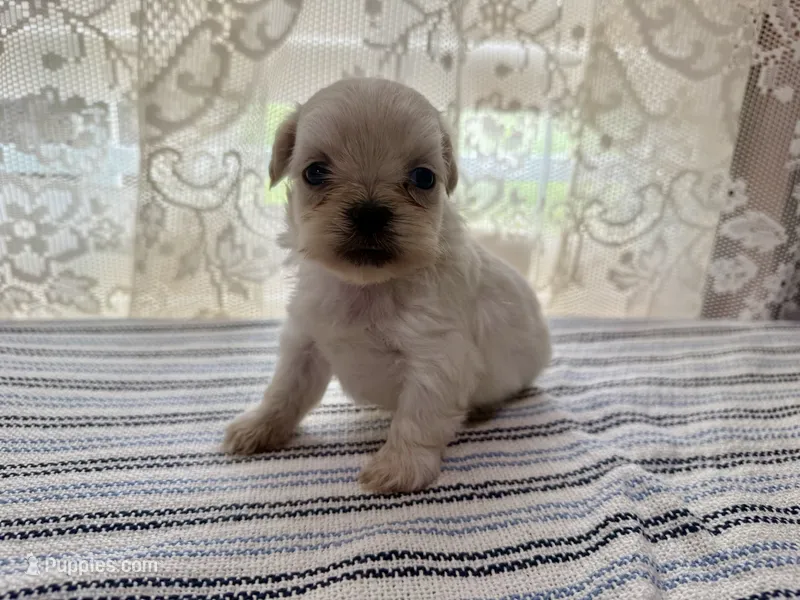 Aemond  – Shih Tzu puppy for sale in Boaz, AL