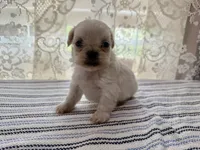 Aemond , a male Shih Tzu for sale in Boaz, AL – 1 of 6