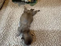 Almanso, a male Shih Tzu for sale in Boaz, AL – Photo 9 of 10