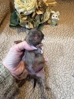 Almanso, a male Shih Tzu for sale in Boaz, AL – Photo 3 of 10