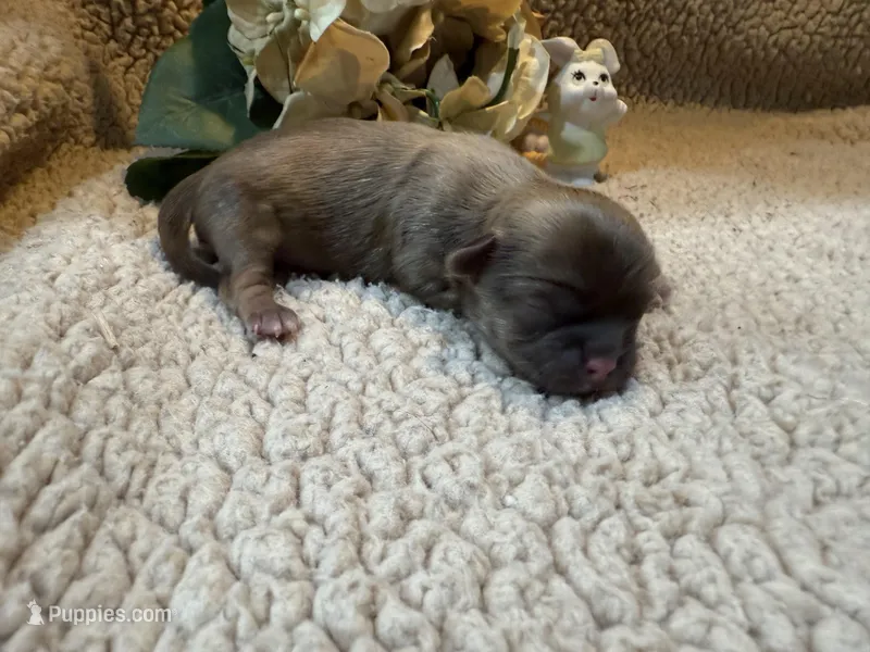 Almanso, a male Shih Tzu for sale in Boaz, AL – Photo 1 of 10