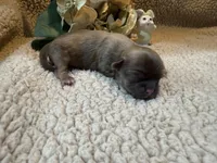 Almanso, a male Shih Tzu for sale in Boaz, AL – Photo 1 of 10